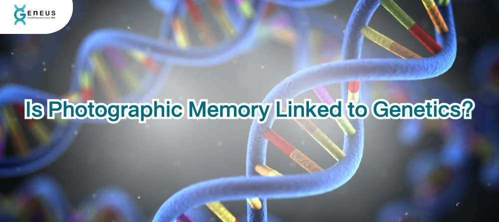 Is Photographic Memory Linked to Genetics?